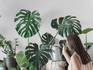 comment arroser les plantes