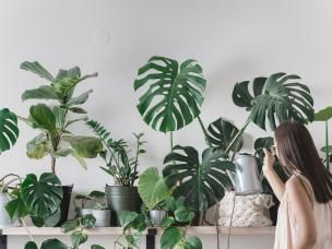 Caring for houseplants