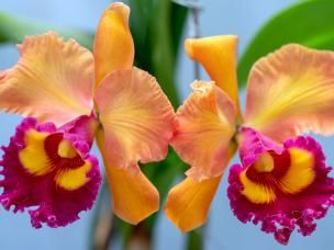  Pielęgnacja, nawożenie i podlewanie storczyka