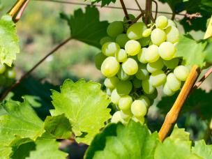 Les différentes variétés de vigne à cultiver