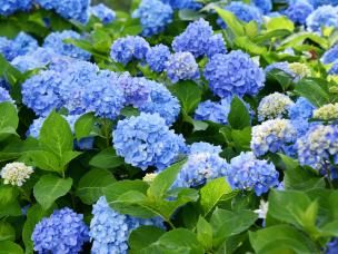  Odmiany hortensji