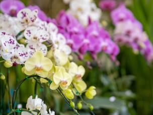 Les différentes variétés d'orchidées