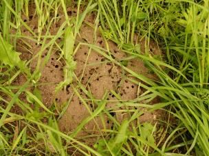 Ameisen im Rasen. Was hilft?