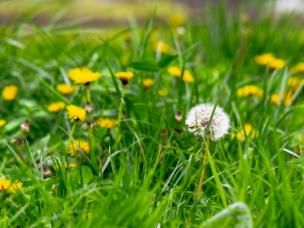 Zwalczanie chwastów