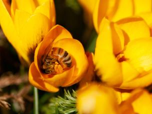 bloembollen voor bijen