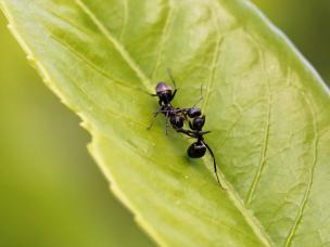 Die Schwarze Wegameise (Lasius niger)