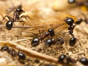  Jak skutecznie zwalczyć mrówki i pająki w ogrodzie? 