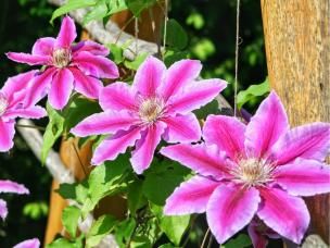  Pielęgnacja powojników