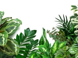Houseplants after Christmas | Miracle-Gro - David Domoney