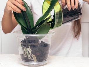  Przesadzanie storczyków