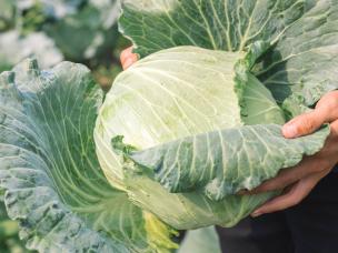 kolen in de moestuin