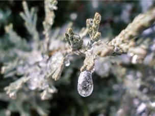 Przygotuj swoje iglaki do zimy