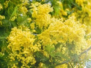 Les fleurs jaunes pour le jardin