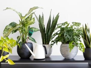 Indoor plant pests and diseases