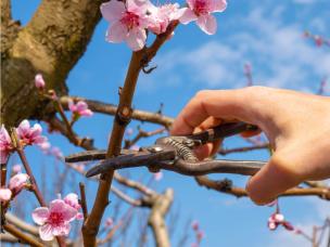 Femme Couper Une Branche De Cerisier Avec Des Ciseaux D'élagage