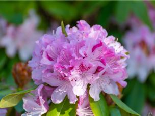 Rododendrony - podstawy pielęgnacji