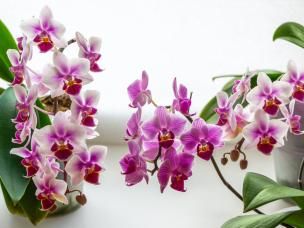 Orchidée
