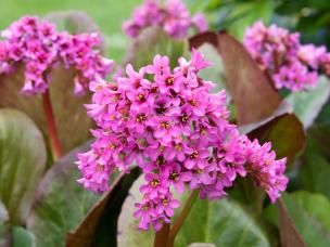 Tout savoir sur le bergénia