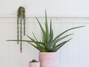 Aloe vera plant verzorgen