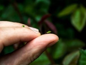 Insekty w ogrodzie – po jakie produkty warto sięgnąć, by je zwalczyć?