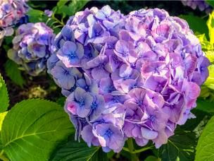  Nawożenie hortensji