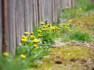 Keeping weeds in the garden down