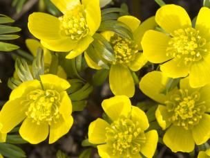Winter bulbs | David Domoney | Miracle-Gro