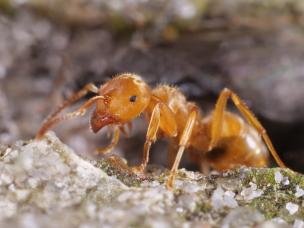 Die Gelbe Wiesenameise (Lasius flavus)