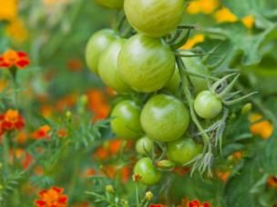 wat is een permacultuur tuin 