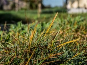 Rasenkrankheiten erkennen, behandeln und vorbeugen