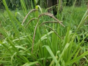 Green paspalum growing amongst grass.