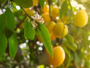 Bien entretenir les agrumes