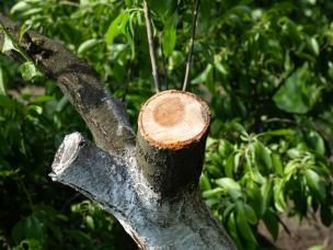 Bien utiliser le mastic de cicatrisation