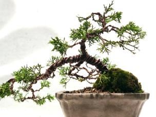 Bonsai verzorgen
