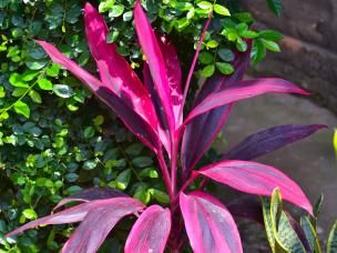 Cultiver des plantes exotiques en extérieur