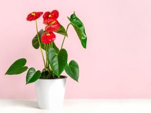 Quelles astuces pour entretenir un anthurium