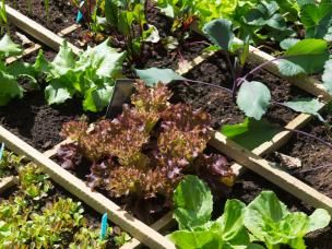 vierkantemetermoestuin