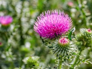 Scotch thistle plant with pink flower head. 