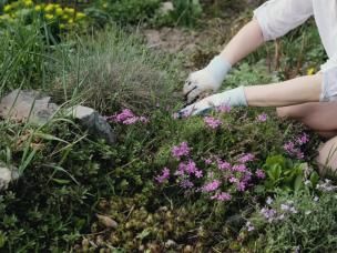 A kneeling woman weeding a flower bed