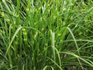 Planter du miscanthus dans son jardin