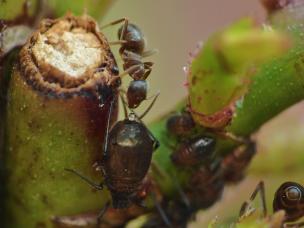 Eine Ameise beim Melken einer Blattlaus.