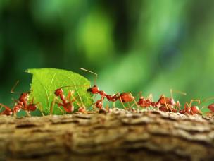 Ameisen können ein Vielfaches ihres eigenen Gewichts tragen