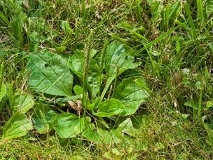 Broadleaf plantain plant growing in the lawn. 