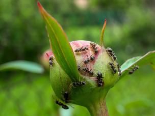 Ameisen im Garten, wie hier auf dieser Pfingstrose, sind nicht immer nice to have.