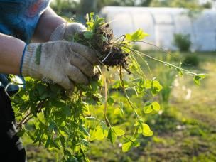 How to identify and remove thuggish perennial weeds