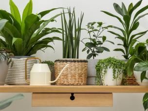 Comment entretenir les plantes de la maison