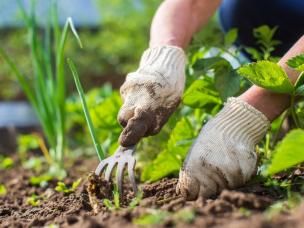 Gardener deweeding a plantbed