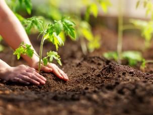 Mon premier potager