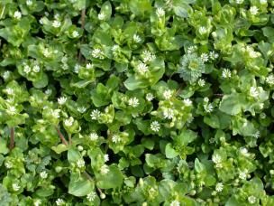Chickweed plant with white flowers growing in the lawn. 