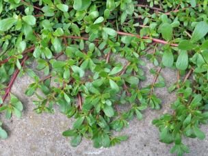 Purslane weed growing over pavement. 
